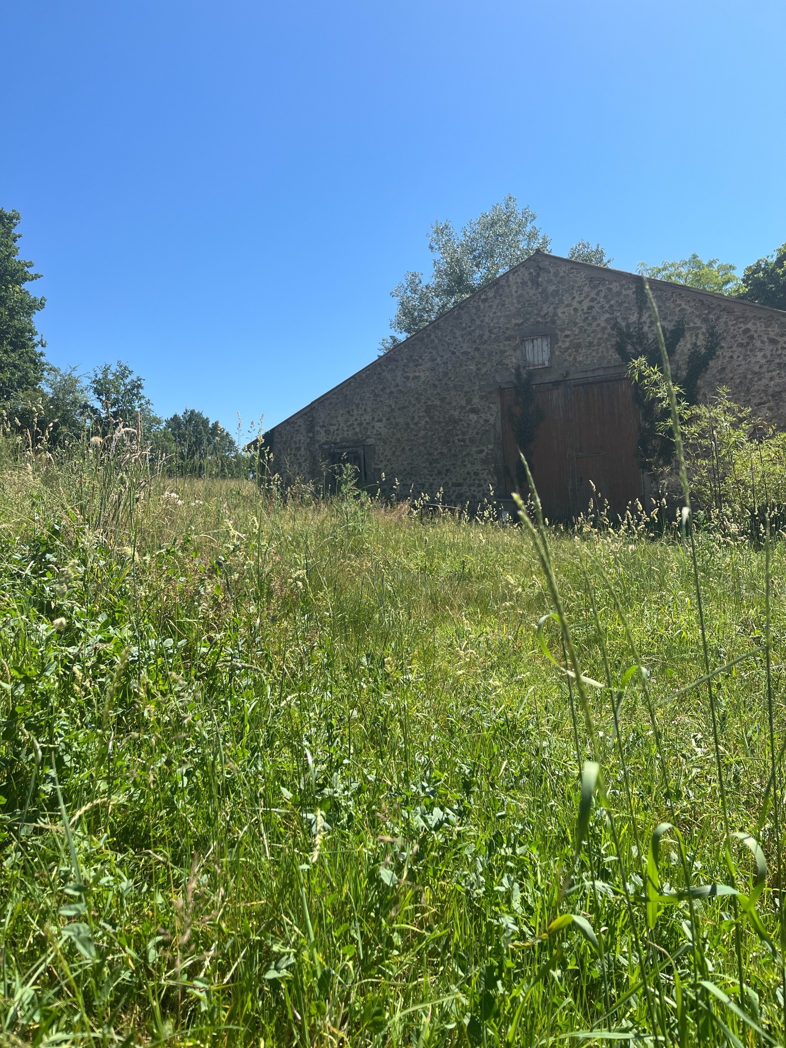 Avant tonte de pelouse